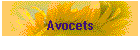 Avocets