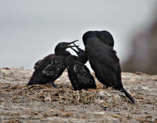 Brandt's cormorants at Point Lobos