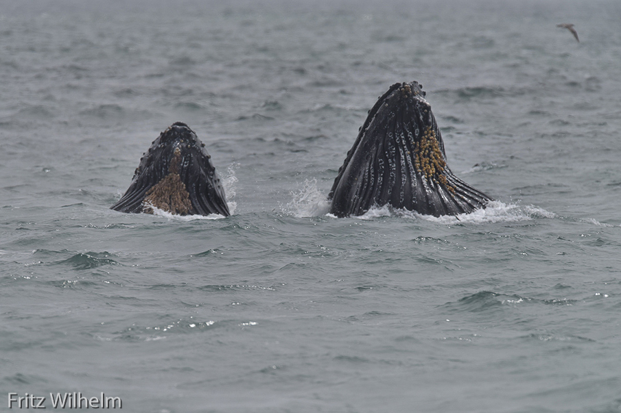 Two whales breaching