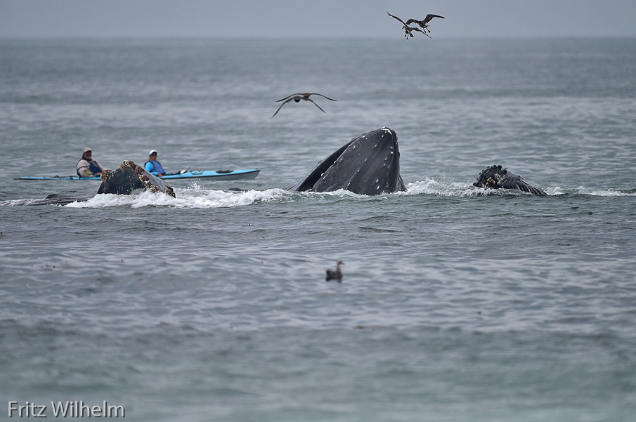 Three whales breaching in front of awestruck kayackers