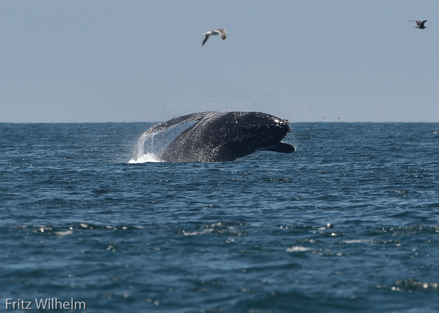 Whale breachin on a sunnier day