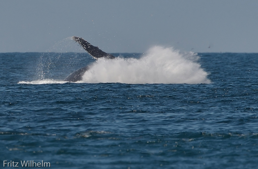 Whale breachin on a sunnier day
