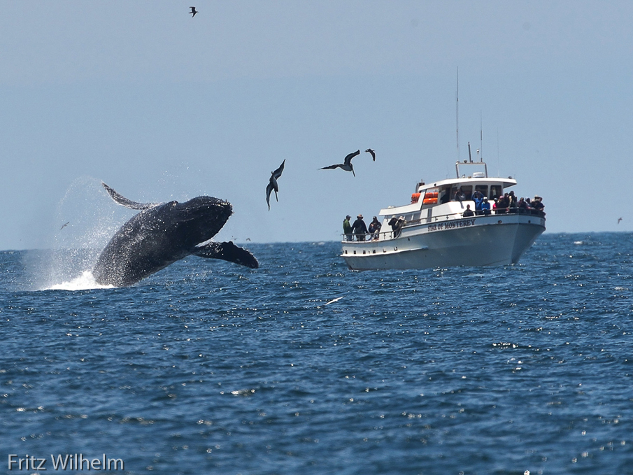 whale breachin on a sunnier day