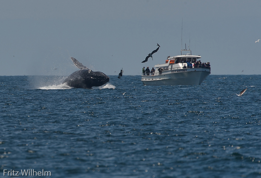 whale breachin on a sunnier day