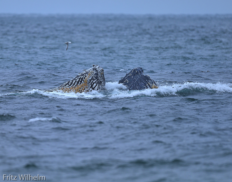 the heads of two breaching whales