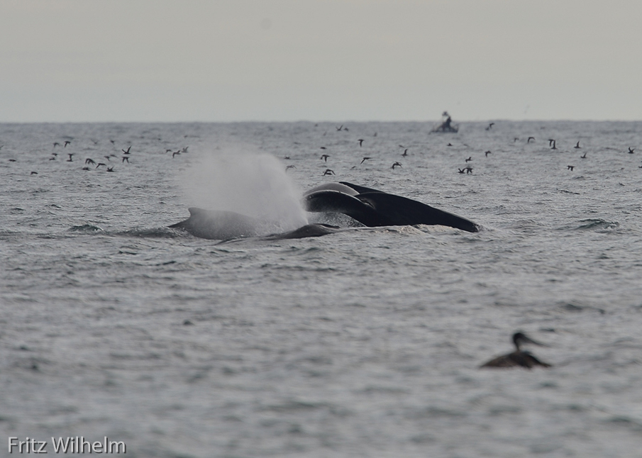 Two whales with Shearwaters in background