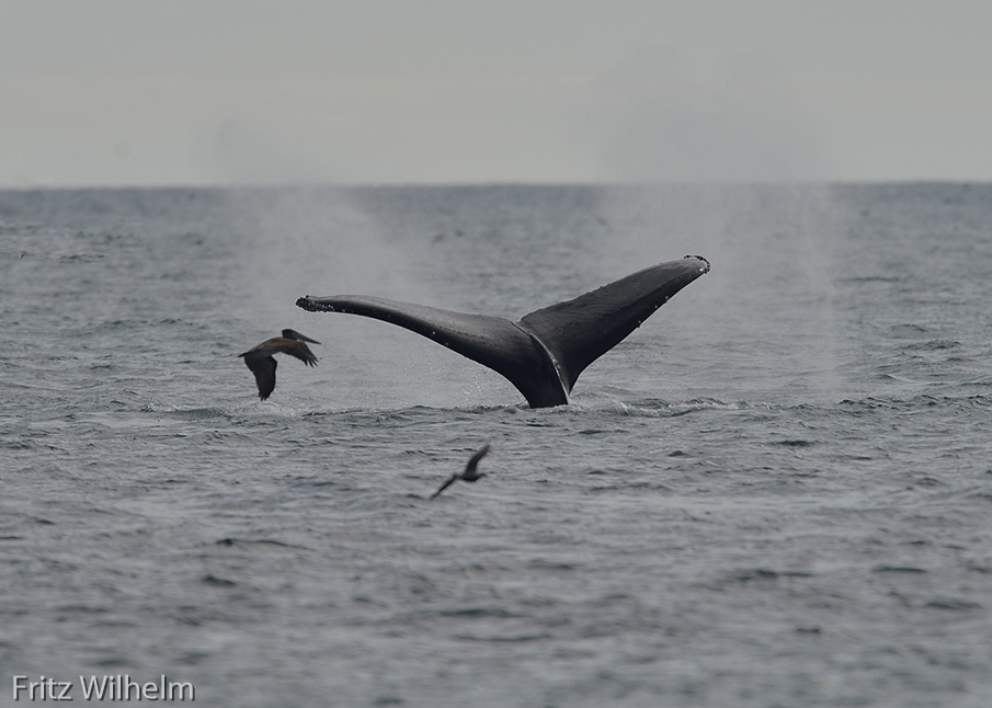 Whales with Brown Pelican