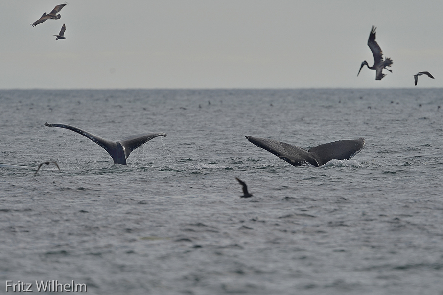 Whales with Brown Pelican ready to dive