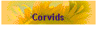 Corvids